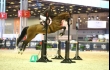 SALON DU CHEVAL DE PARIS